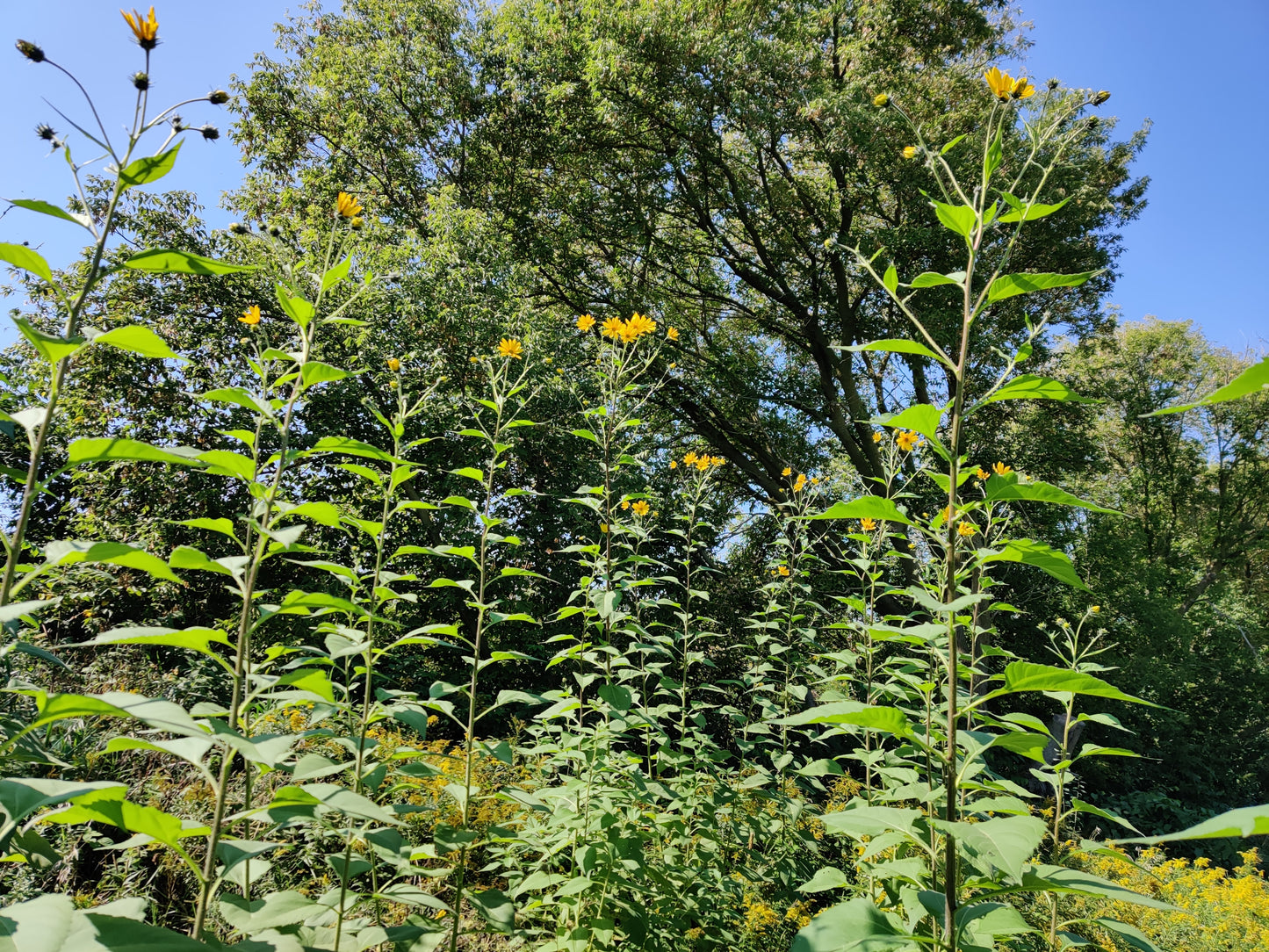 Jerusalem Artichoke / Sunchoke