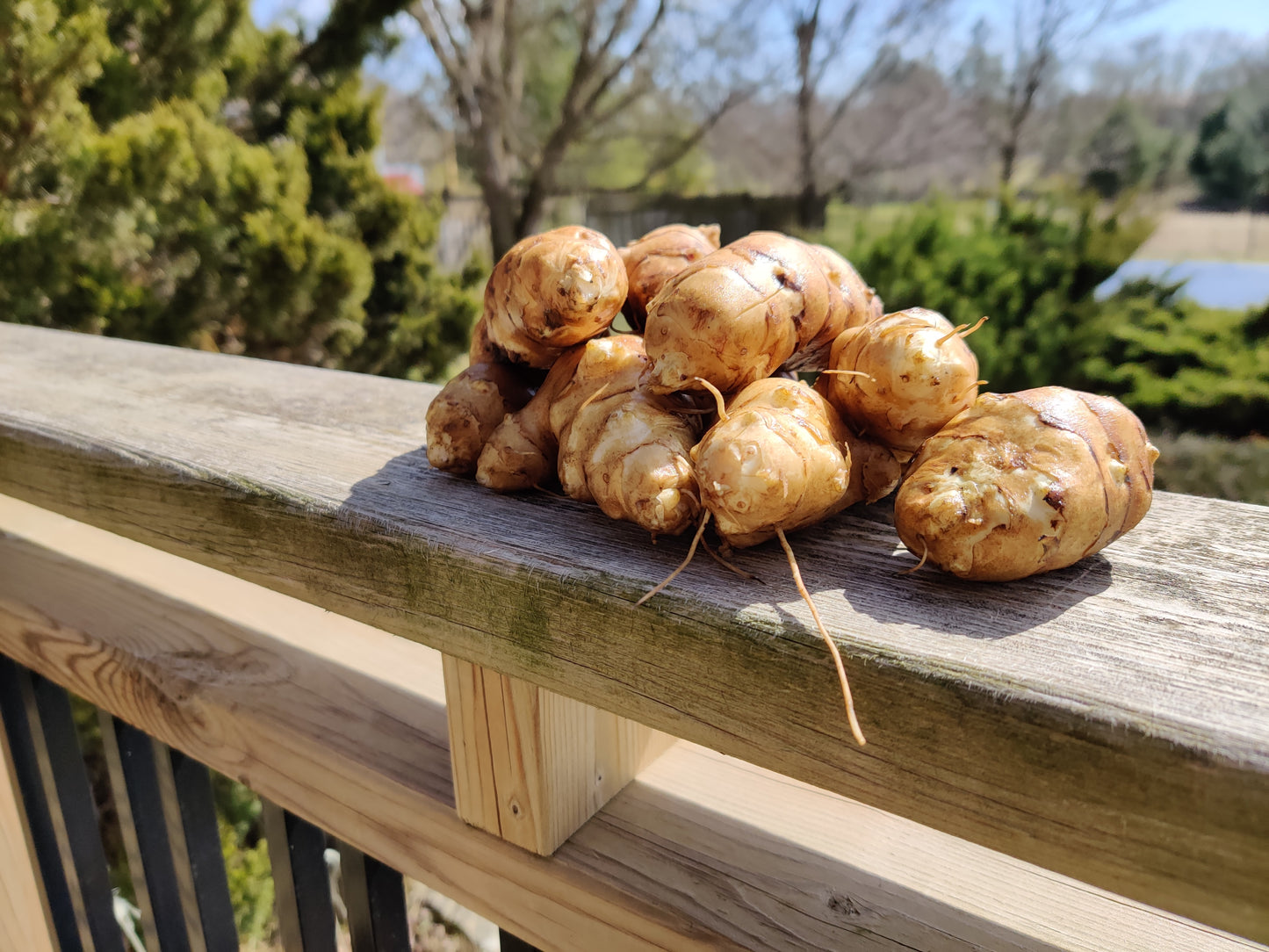 Jerusalem Artichoke / Sunchoke