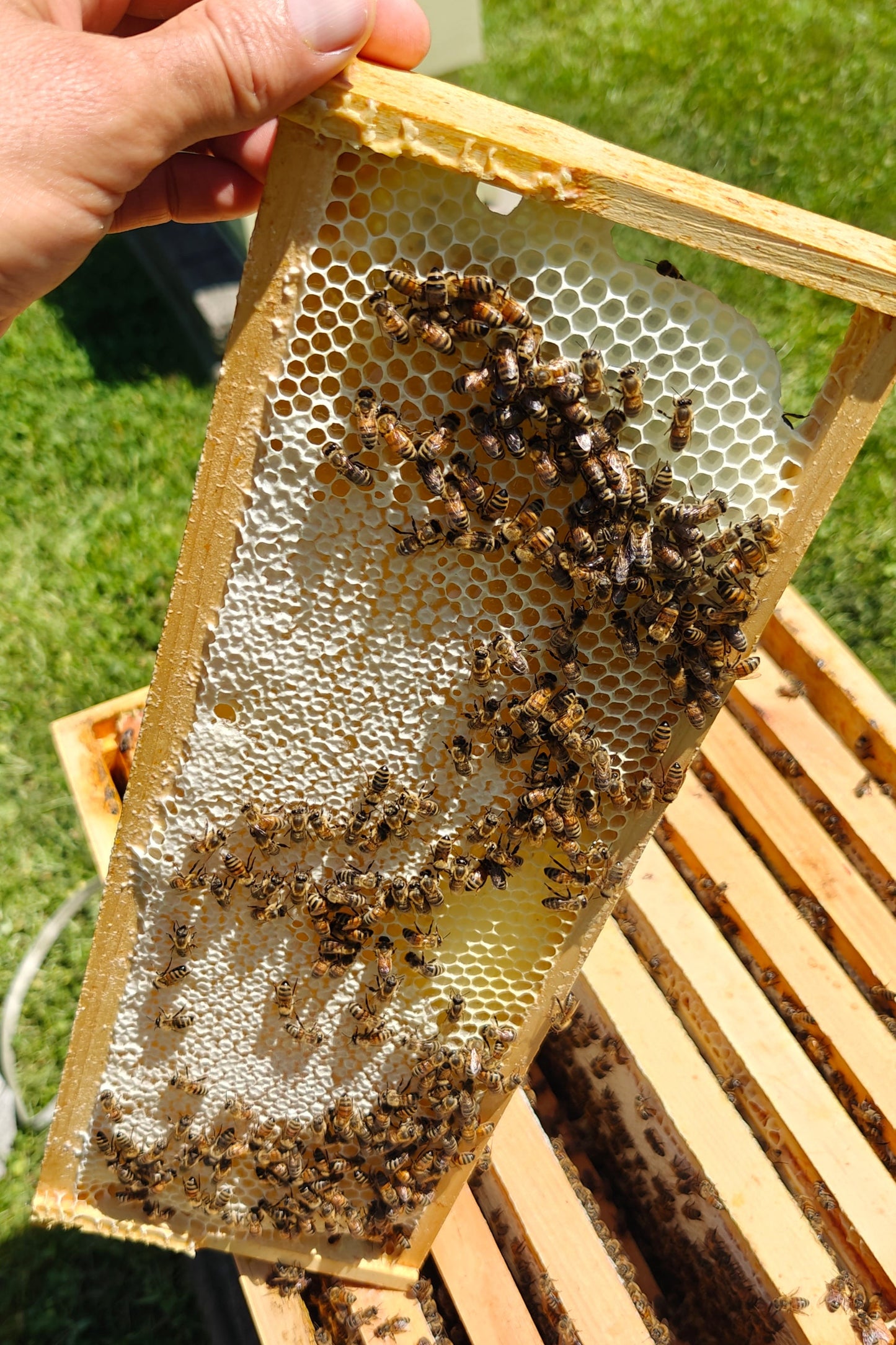 Angry Bees Honeycomb